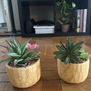Buy 2 Get 1 Free! * Mini Succulents *